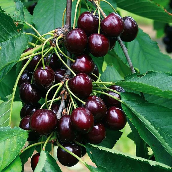 Cherry Tree (Van)