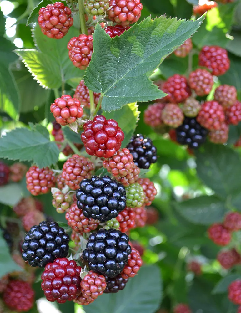 Chester Blackberry