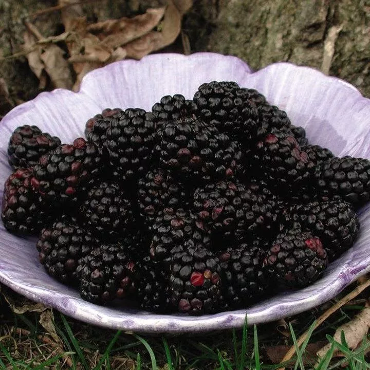 Chester, Thornless Blackberry