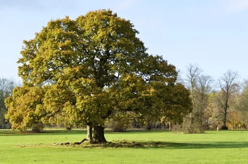 Chestnut Oak