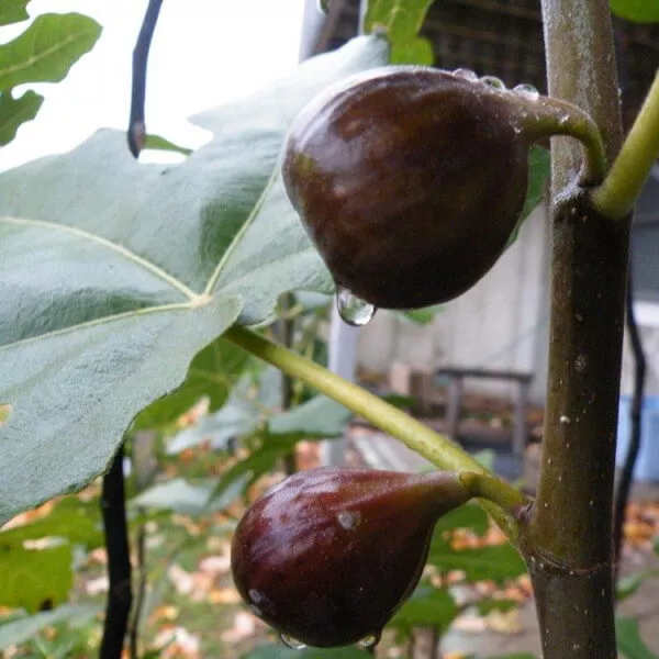 Chicago Hardy, Fig