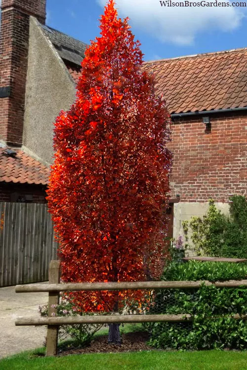 Chimney Fire Oak Tree (Quercus x warei) - 3 Gallon Pot