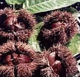 Chinese Chesnut – 3 YR Bareroot
