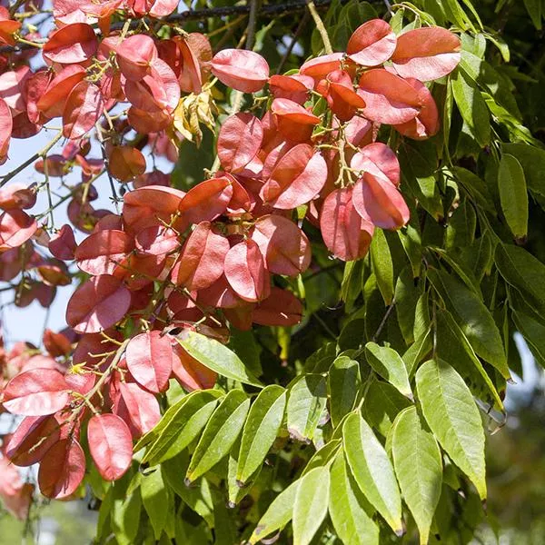Chinese Flame Tree – 15 Gallon ( 5 – 6 ft. )