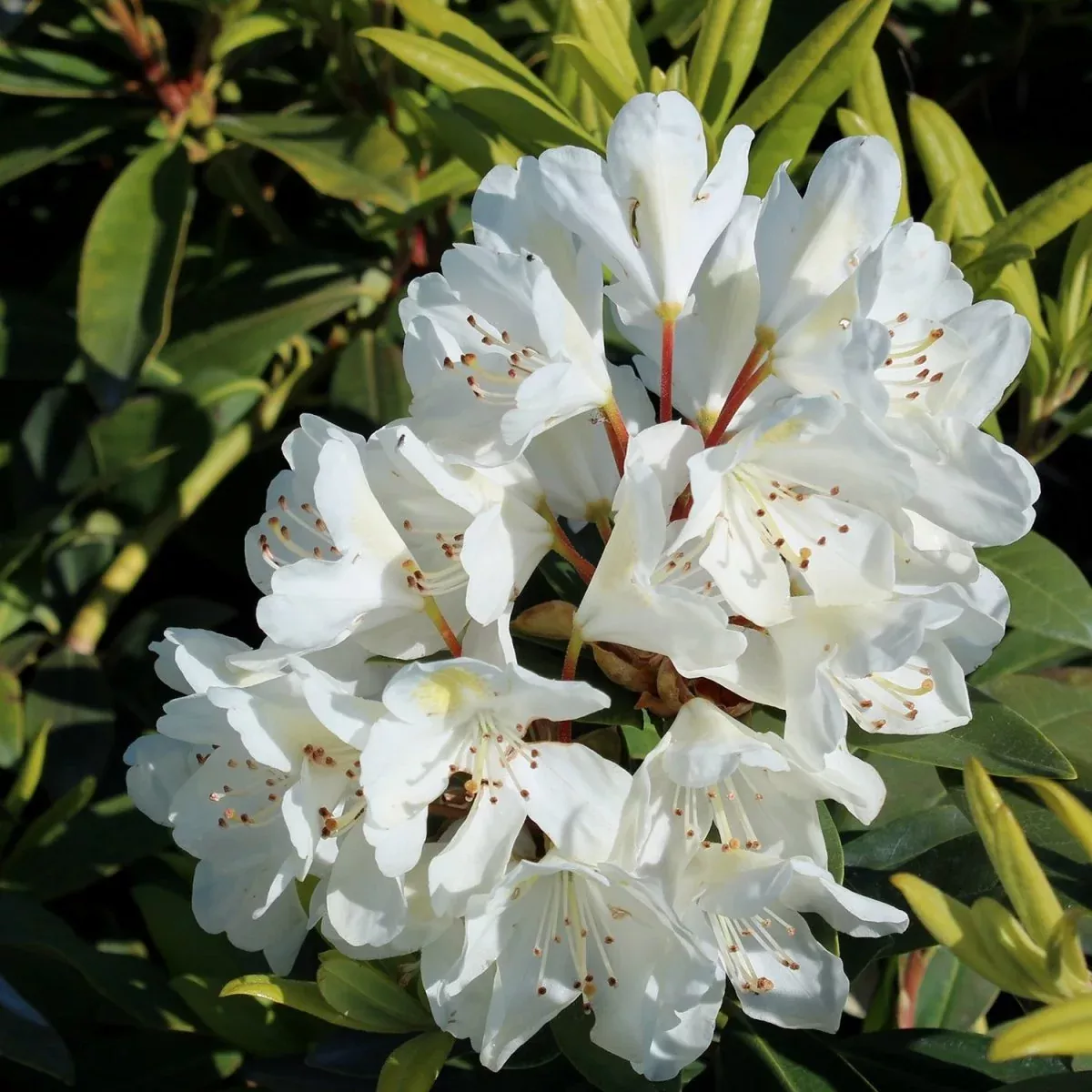 Chionoides Rhododendron