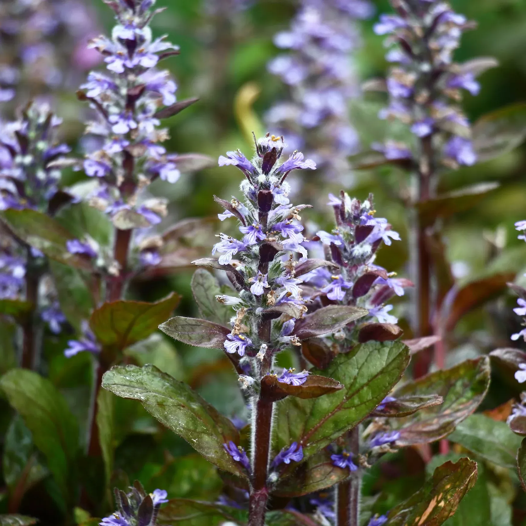 Chocolate Chip Ajuga