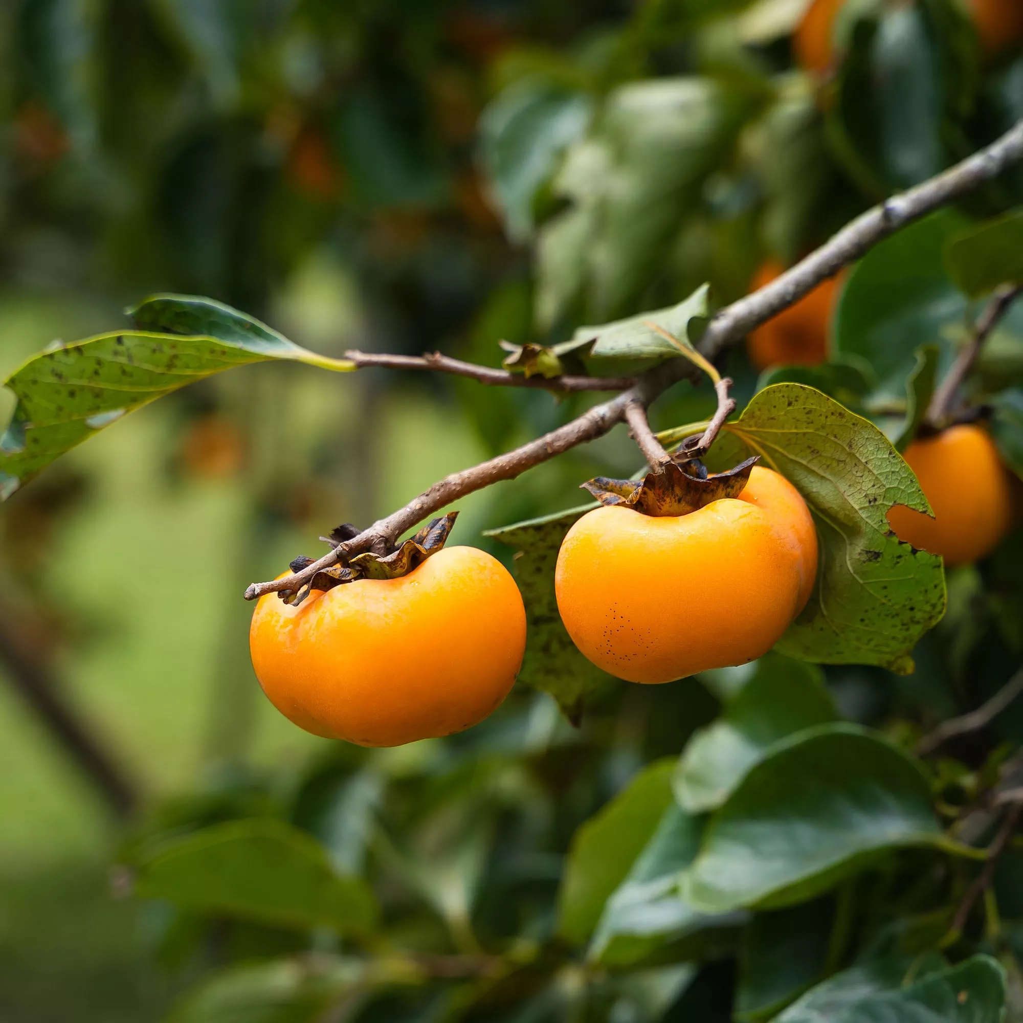 Chocolate Persimmon Tree – 1-2 ft