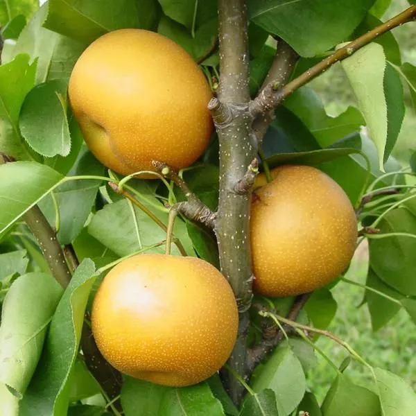 Chojuro Asian Pear Tree