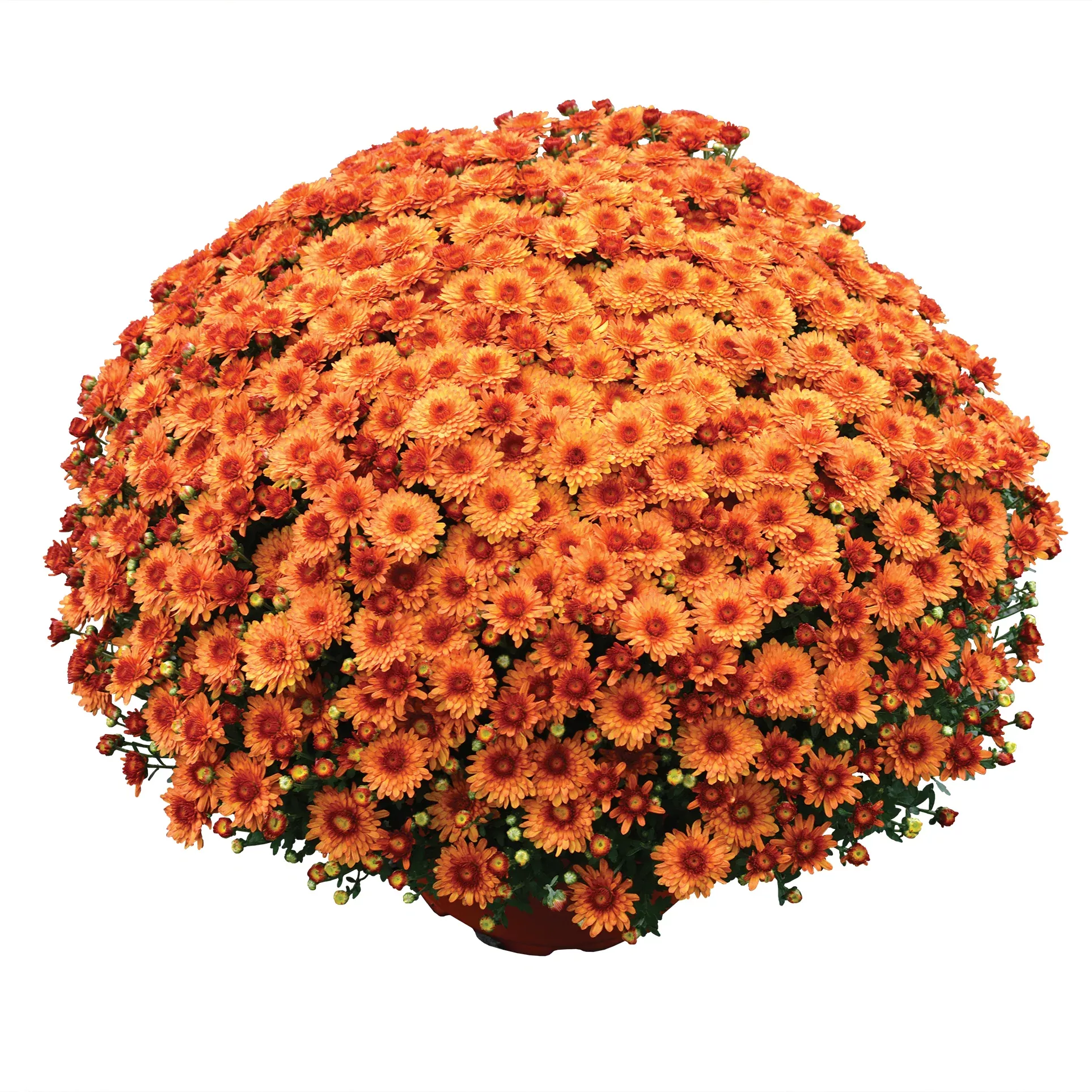 Chrysanthemum 'Beverly™ Orange'
