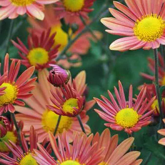 Chrysanthemum ‘Campfire Glow’