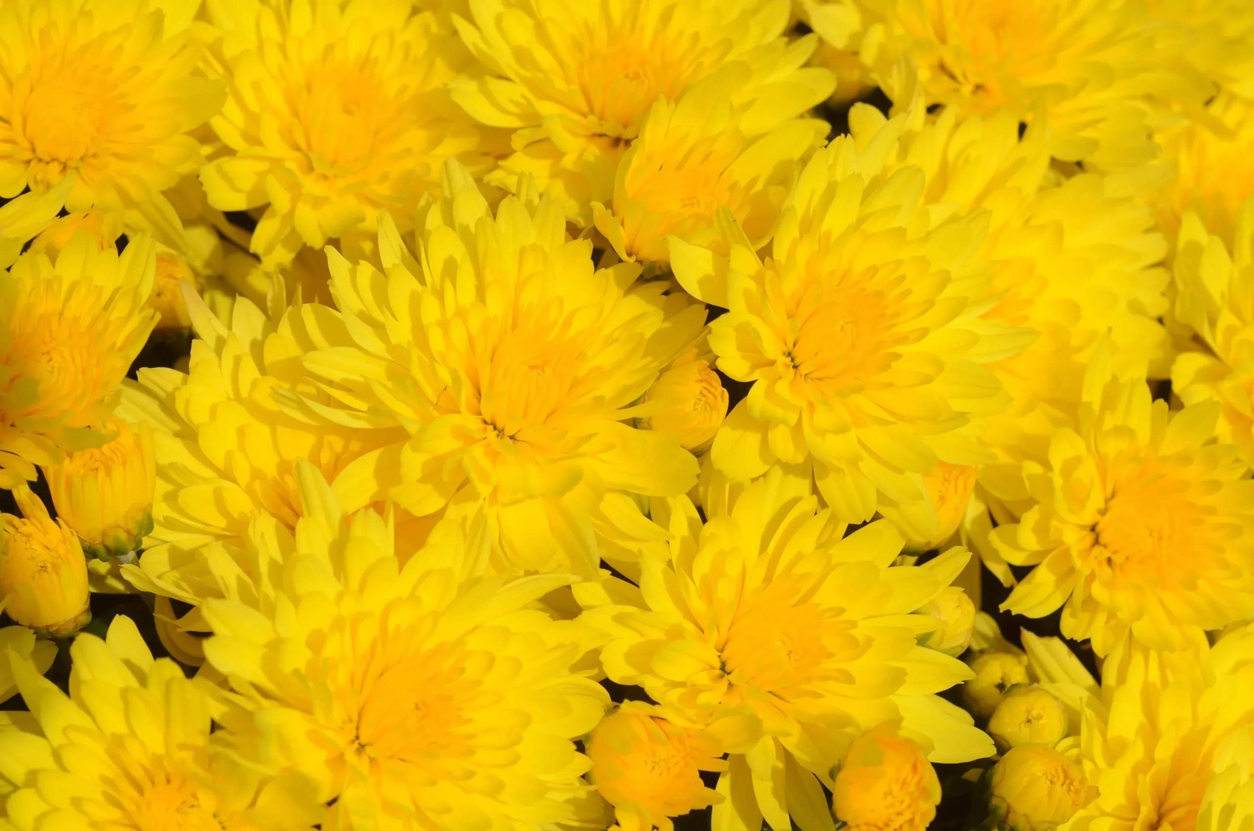 Chrysanthemum 'Honeyblush Yellow'