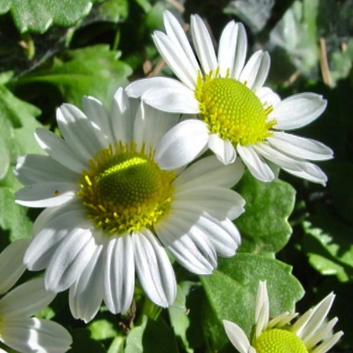 Chrysanthemum weyrichii’Alba ’