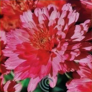 ChrysanthemumMums "Flamingo"