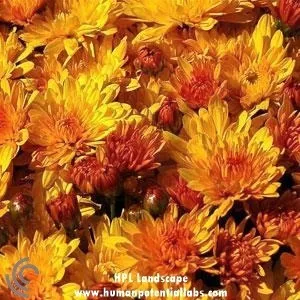 ChrysanthemumMums "Harvest"