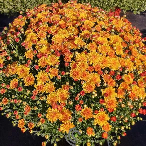 ChrysanthemumMums "Hot Sugar Gold"