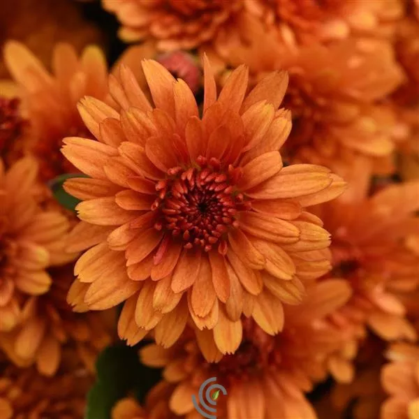 ChrysanthemumMums "Sunset"