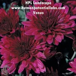ChrysanthemumMums "Venus"