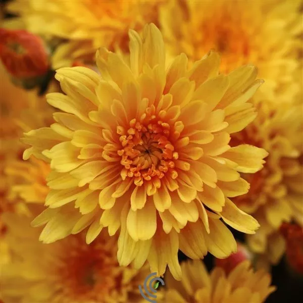 Chrysanthemums Mums "Sizzling Fire"