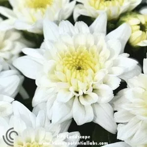 ChrysanthemumsMums "Celestial"