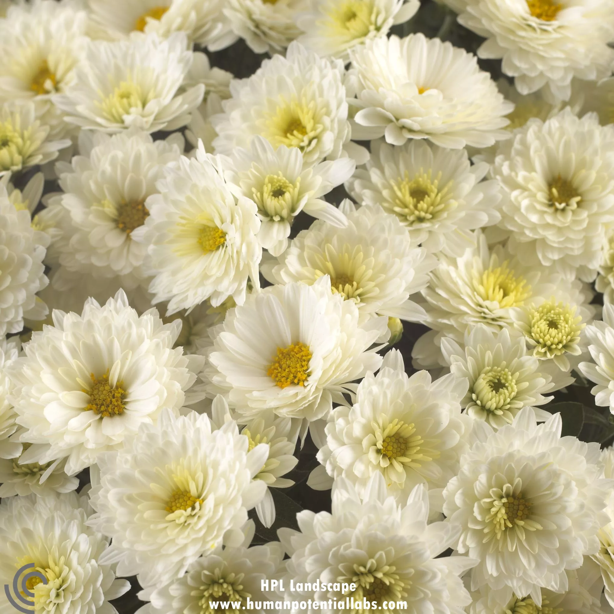 ChrysanthemumsMums "Paradiso"