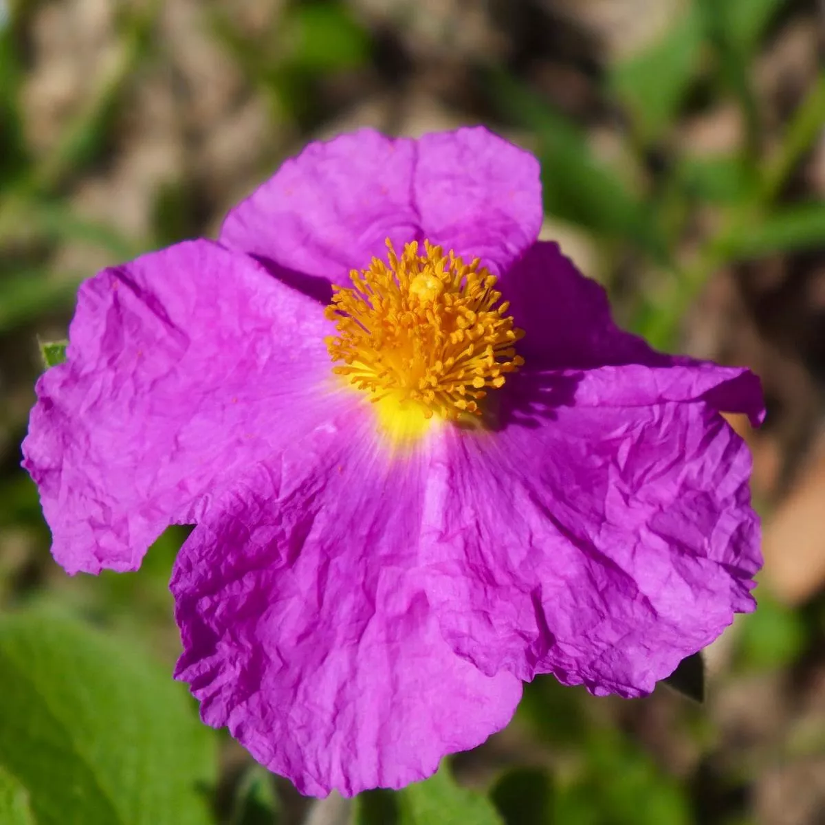 Cistus incanus
