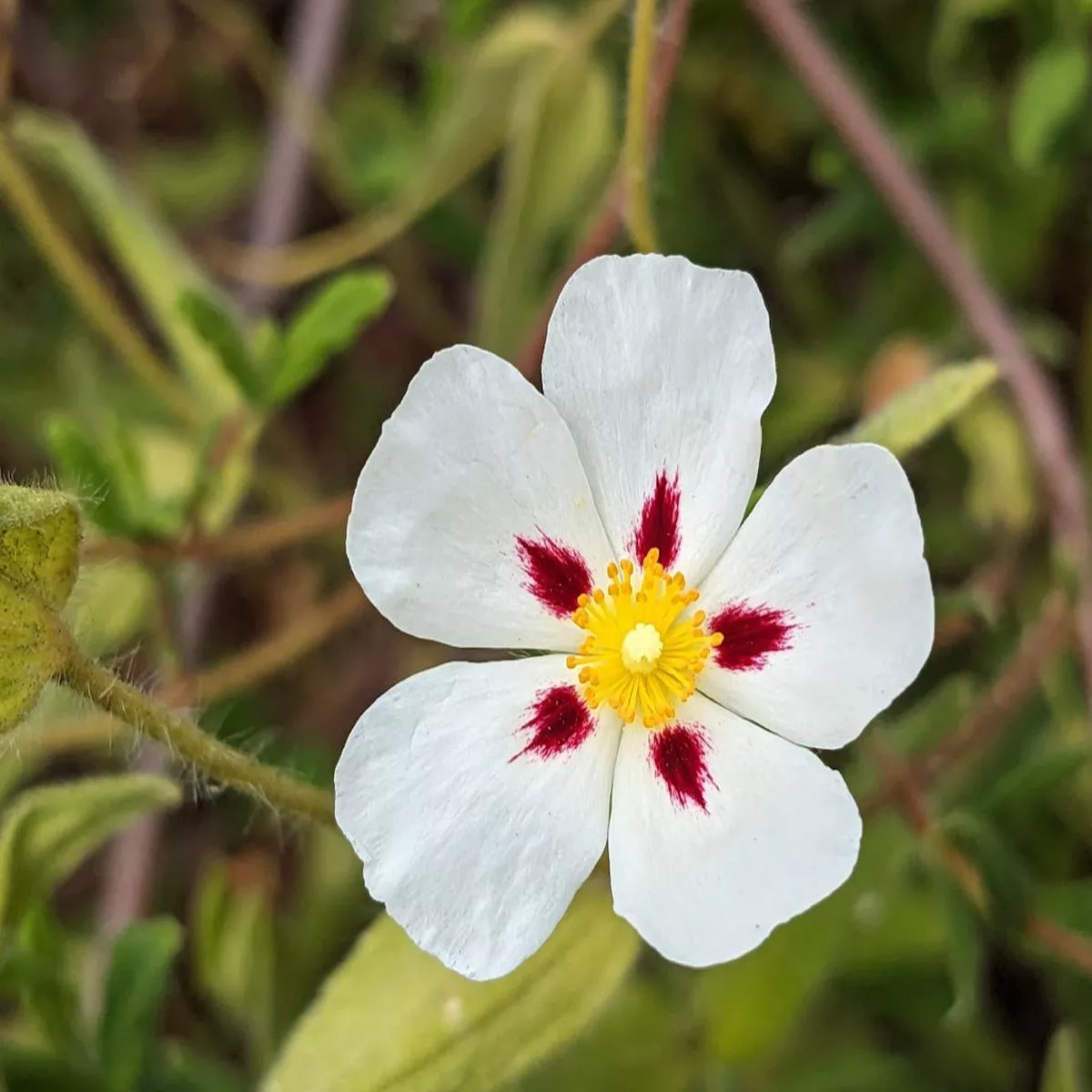 Cistus x’Christopher Gable ’