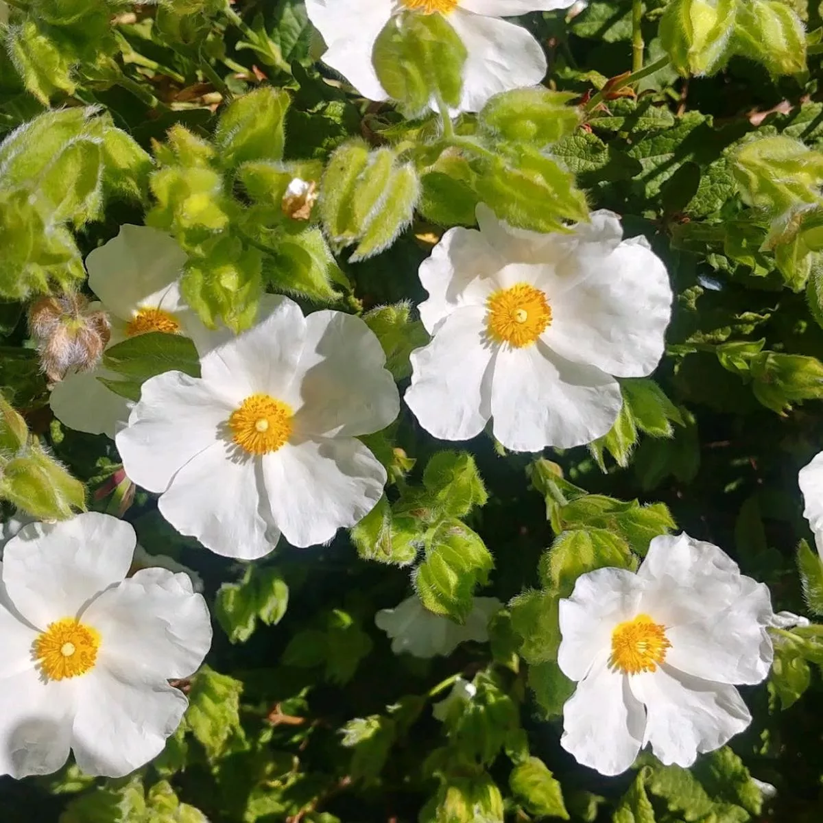 Cistus x laxus’Snow White ’