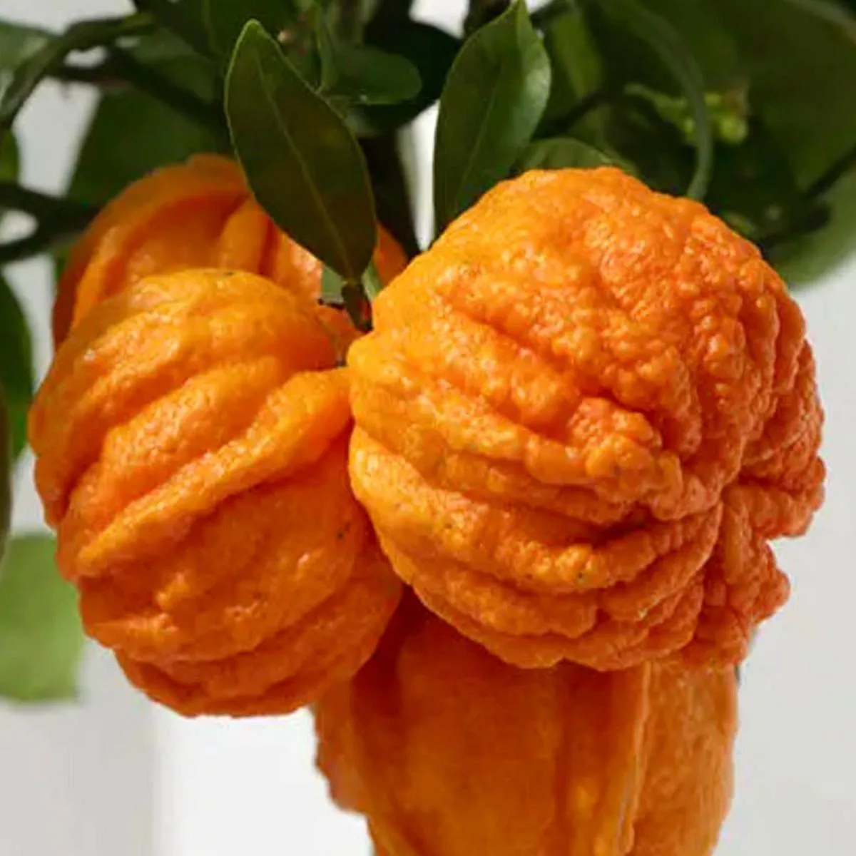 Citrus aurantium’Corrugated Orange ’