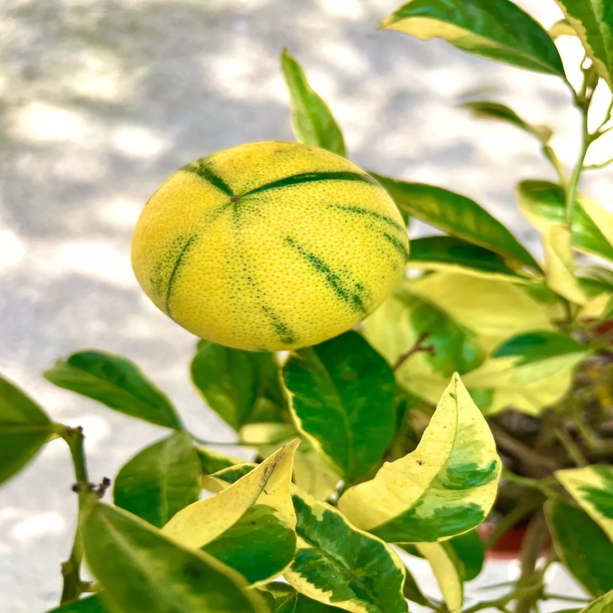 Citrus limon VARIEGATED