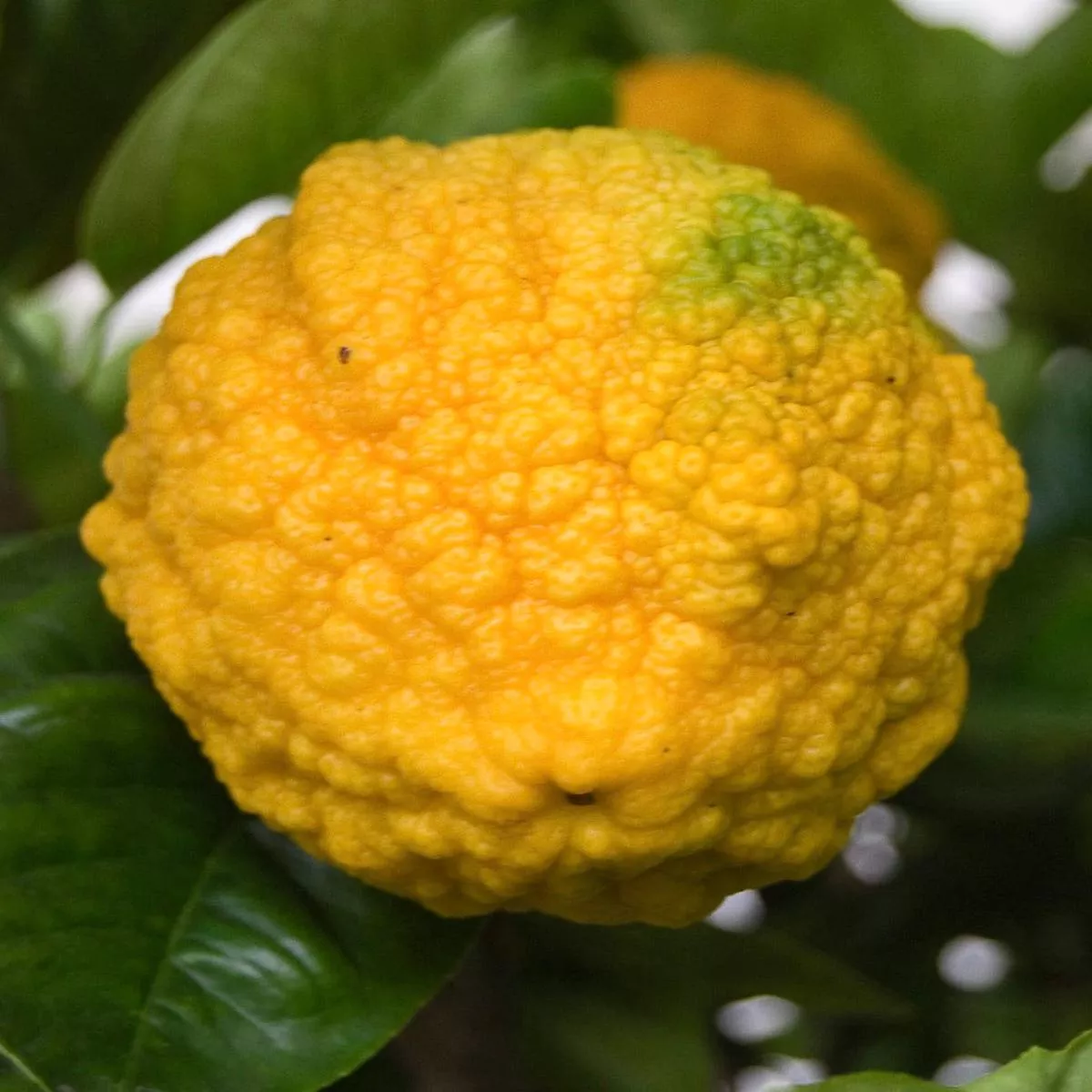 Citrus medica