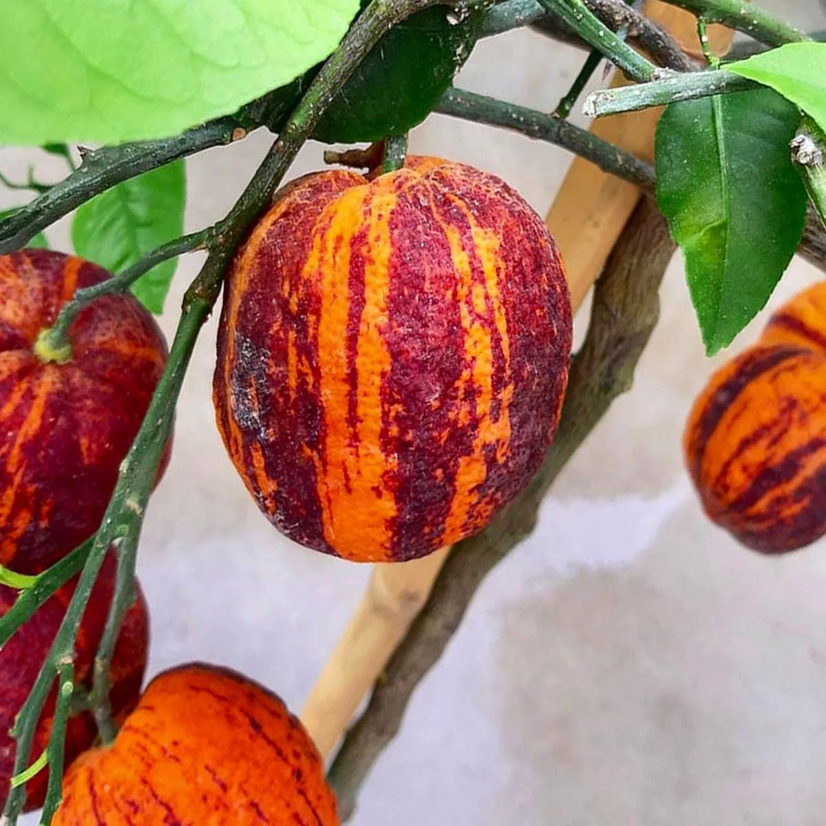 Citrus x aurantium’Arcobal ’