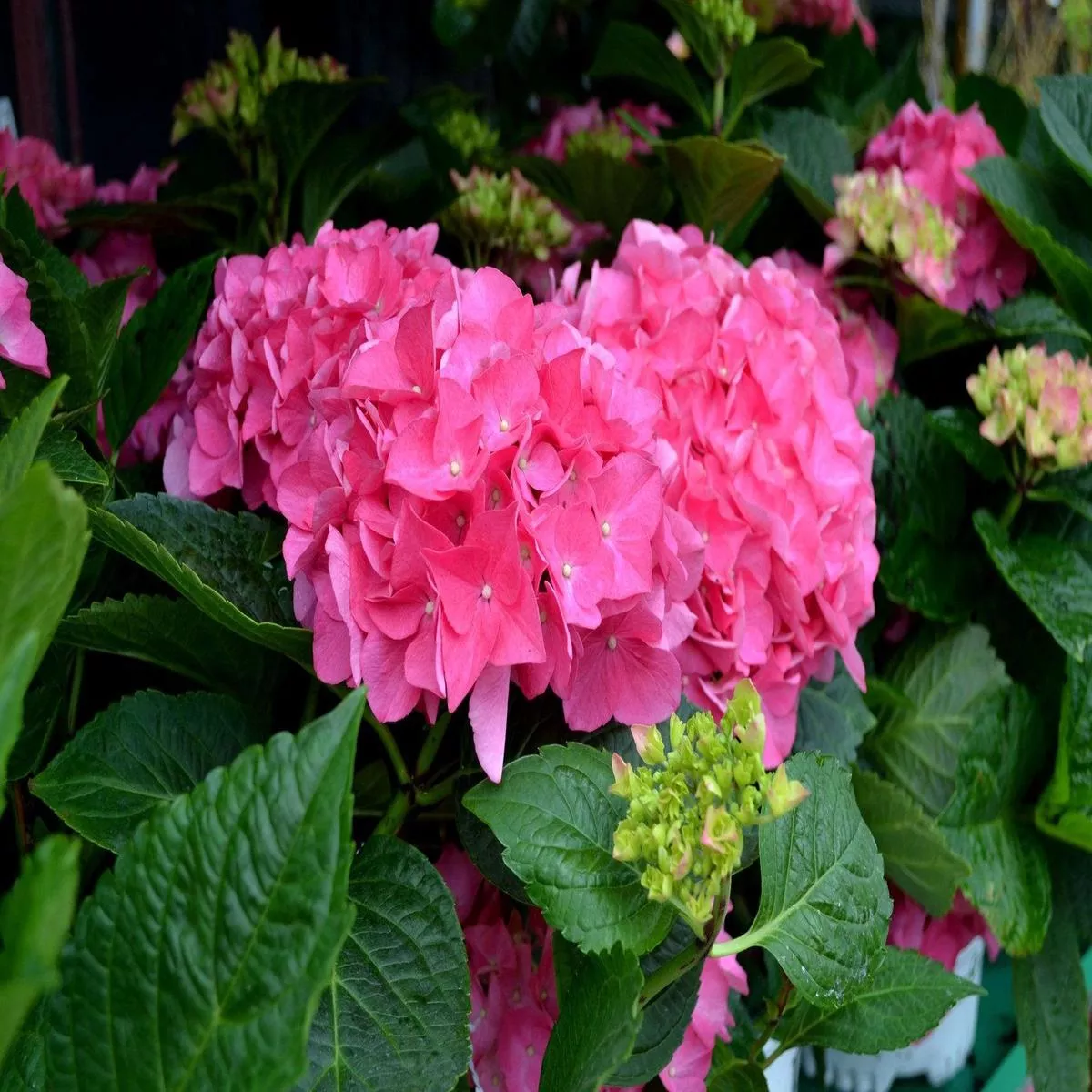 Cityline Vienna Bigleaf Hydrangea PW