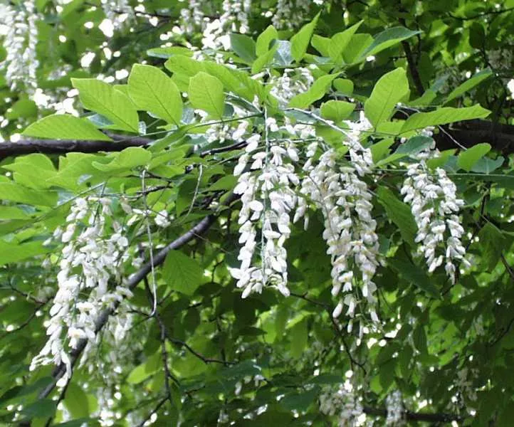 Cladrastis kentukea / Yellowwood