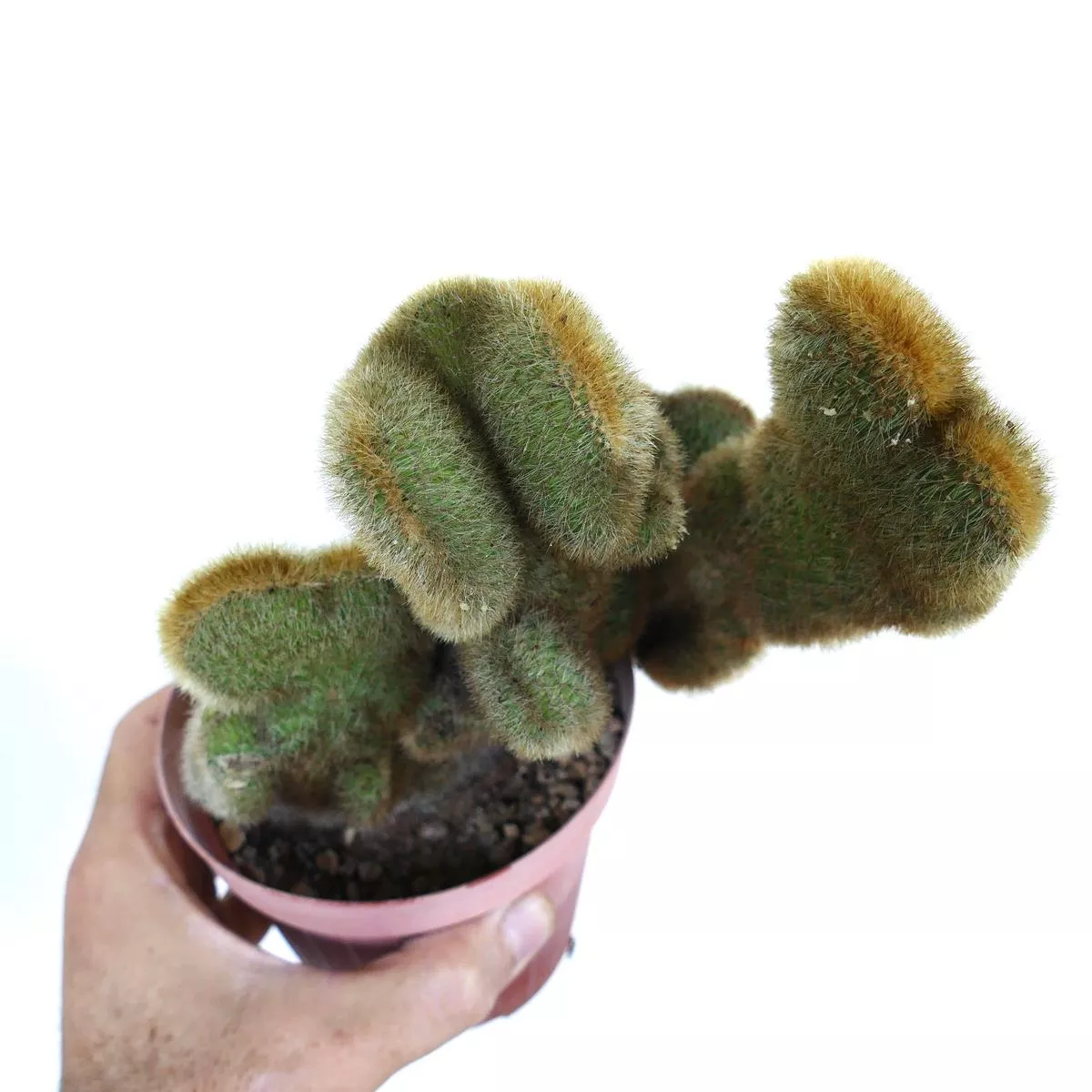 Cleistocactus parapetiensis CRESTATO