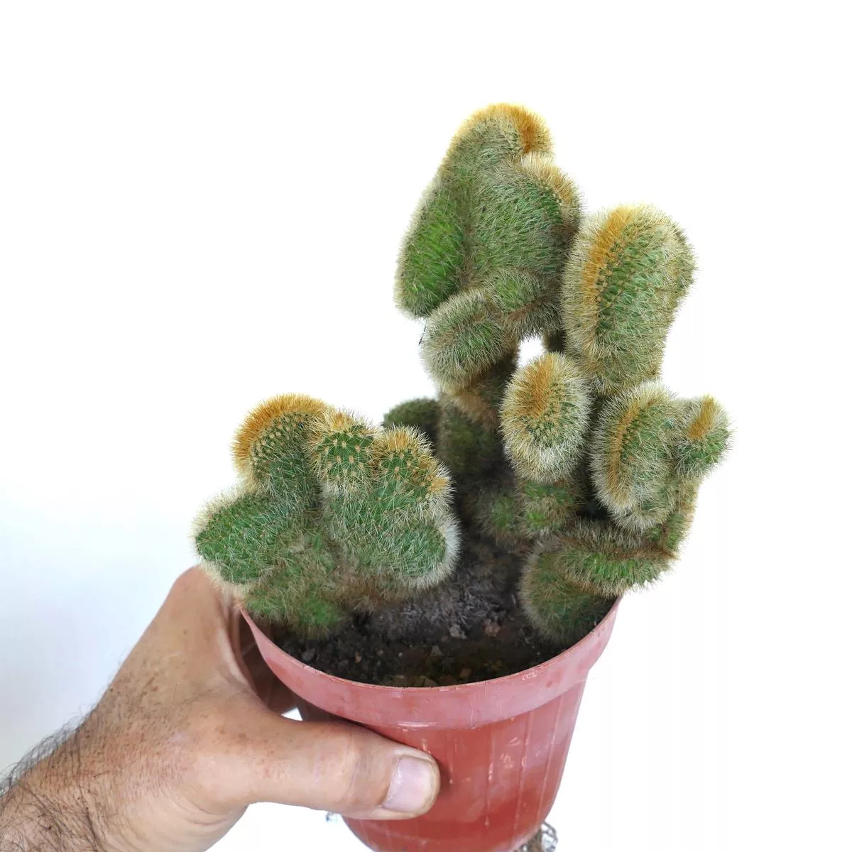 Cleistocactus parapetiensis CRESTED selected