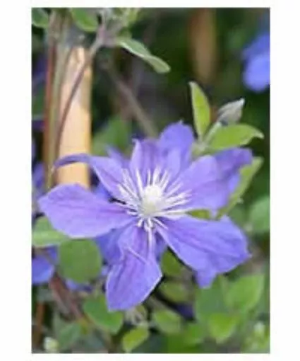 Clematis 'Arabella' - One Quart Pot
