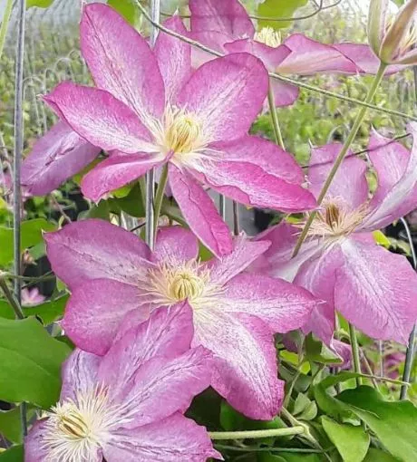 Clematis 'Asao' - One Quart Pot