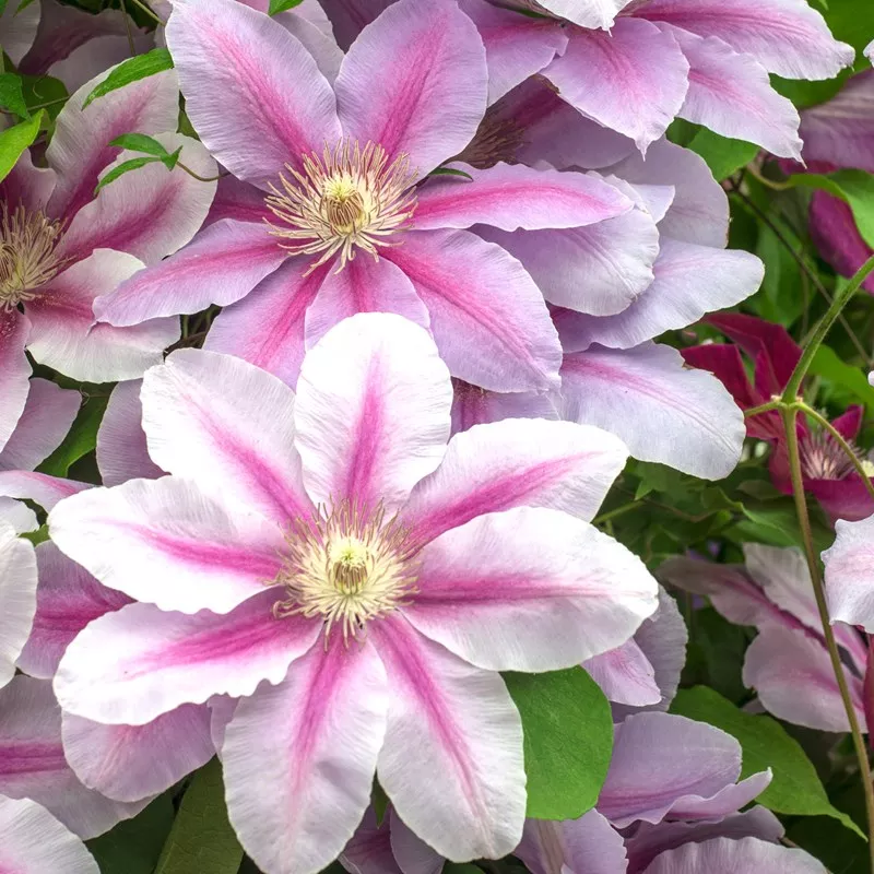 Clematis 'Bees Jubilee'