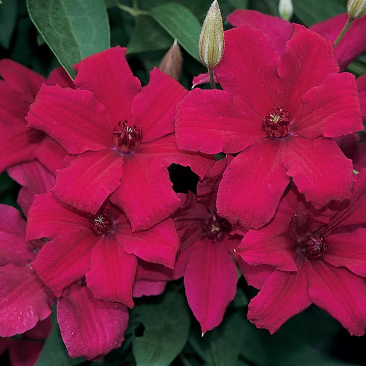 Clematis ‘Cardinal Wyszynski’