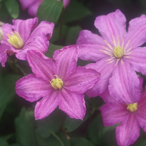 Clematis Comtesse de Bouchaud - 1 Gallon