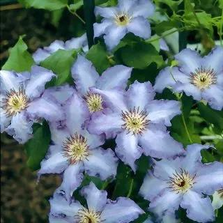Clematis ‘Ekstra’