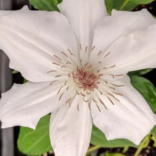 Clematis ‘Fuyu No Tabi’