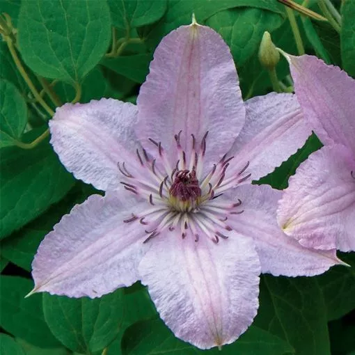 Clematis 'Hagley Hybrid' - One Quart Pot