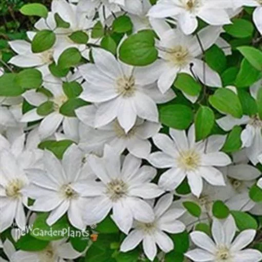 Clematis 'Henryi' - One Quart Pot