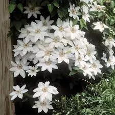Clematis ‘Henryii’