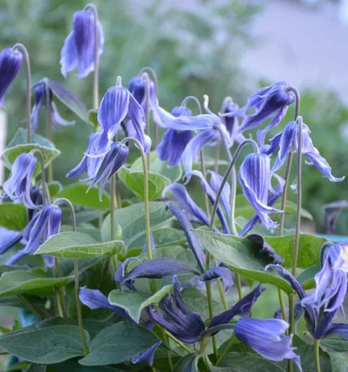 Clematis heracleifolia var. davidiana