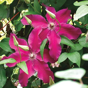 Clematis ‘Huvi’