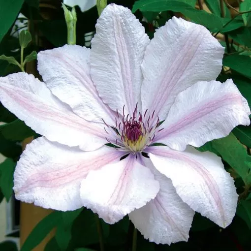 Clematis 'John Paul II' - One Quart Pot
