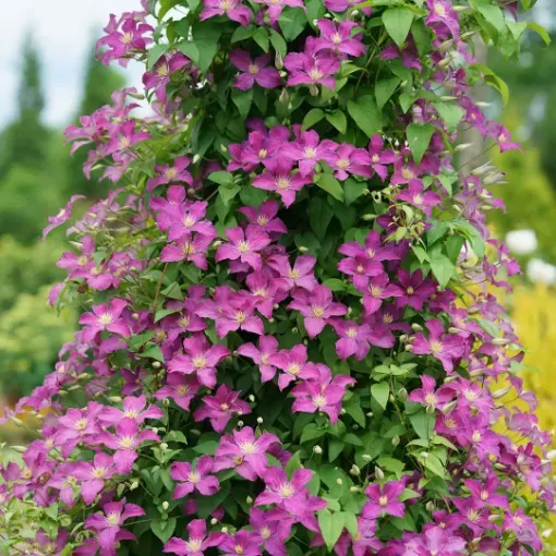 Clematis 'JOLLY GOOD™' - One Quart Pot