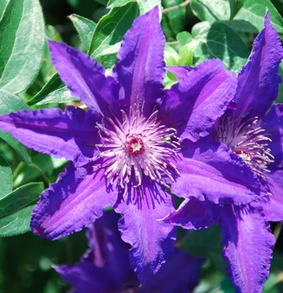 Clematis ‘Marie Louise Jensen’